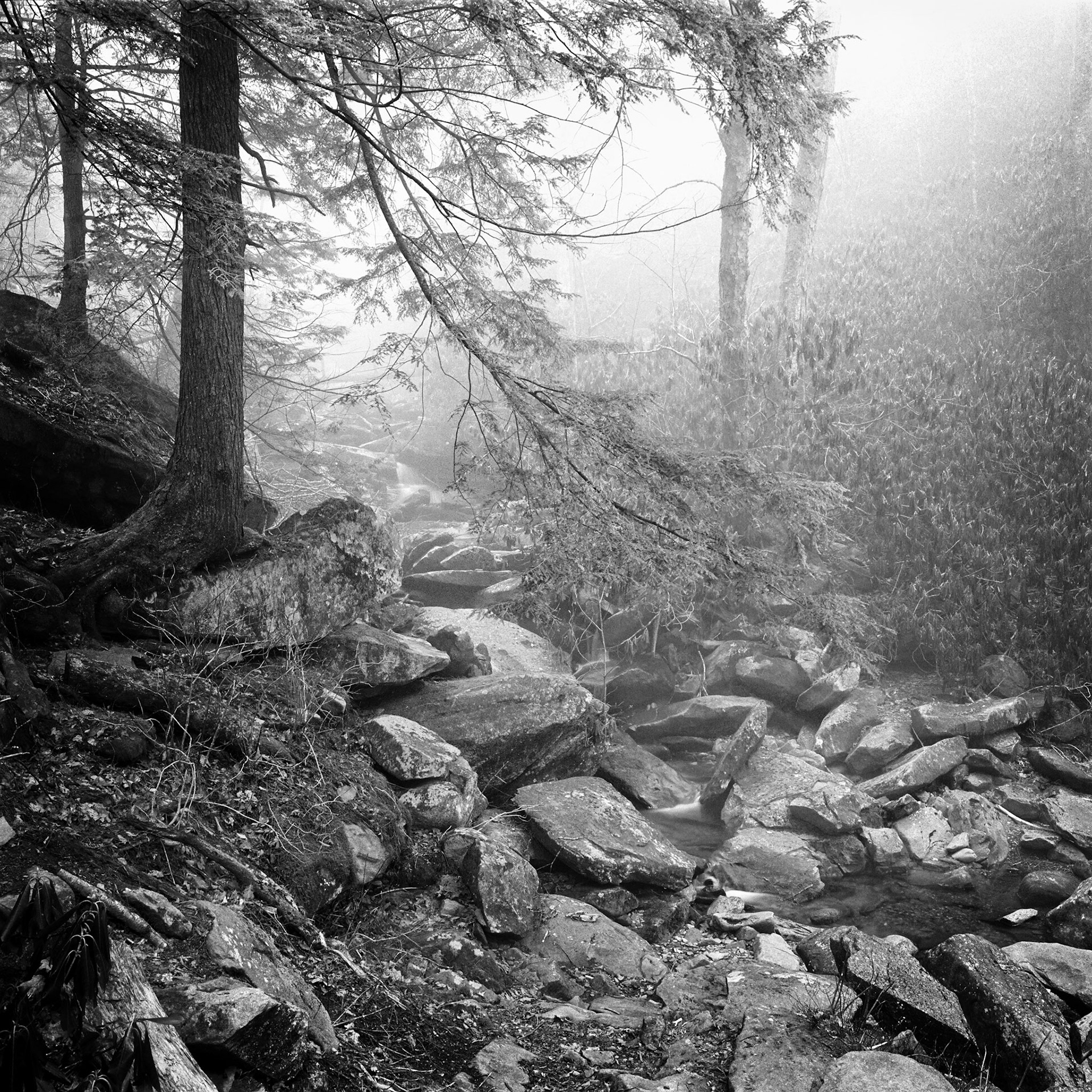 Smokey Mountains #1 : Tennessee, February 2001