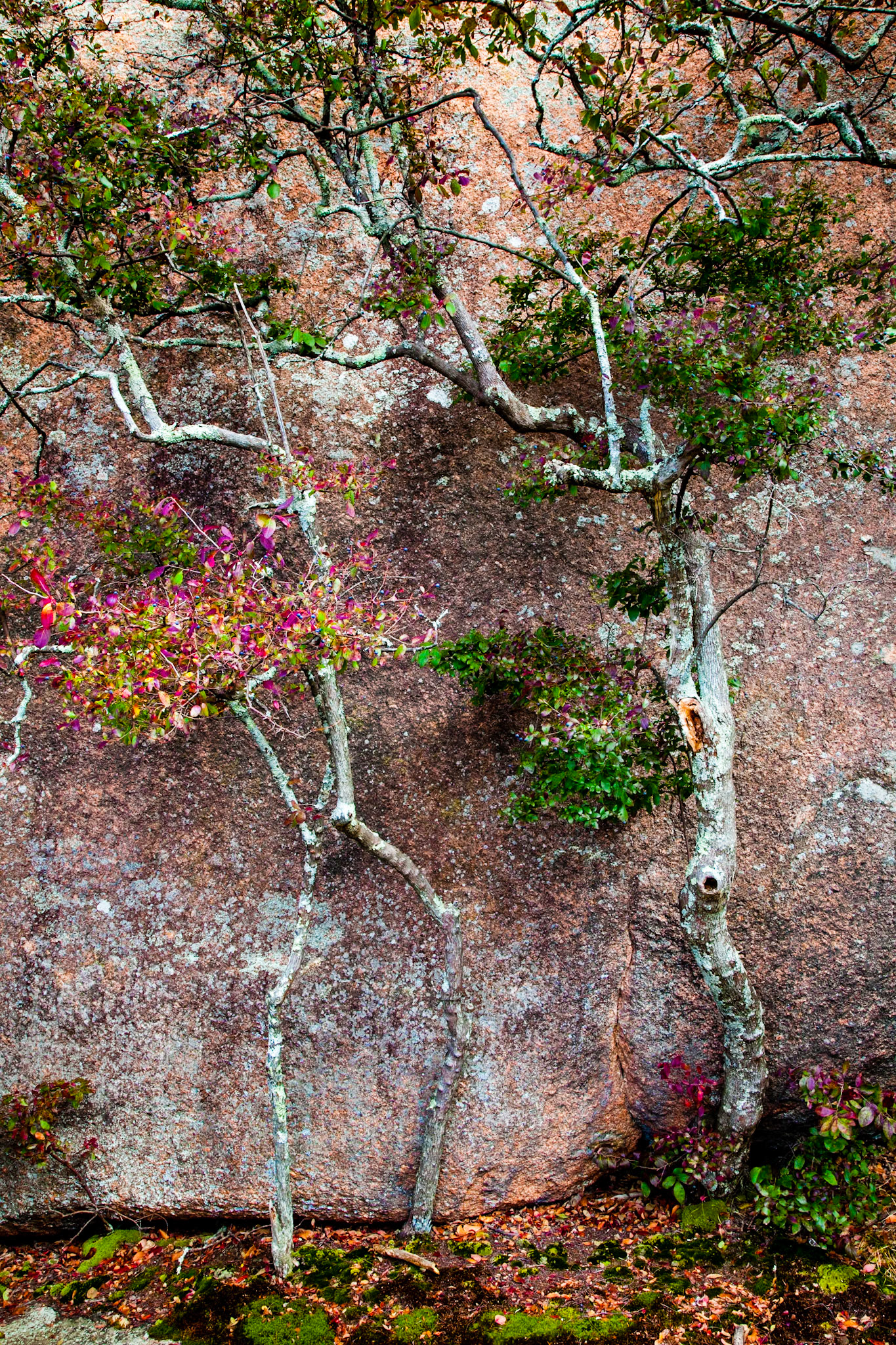 Elephant Rocks #19 : Missouri, October 2013