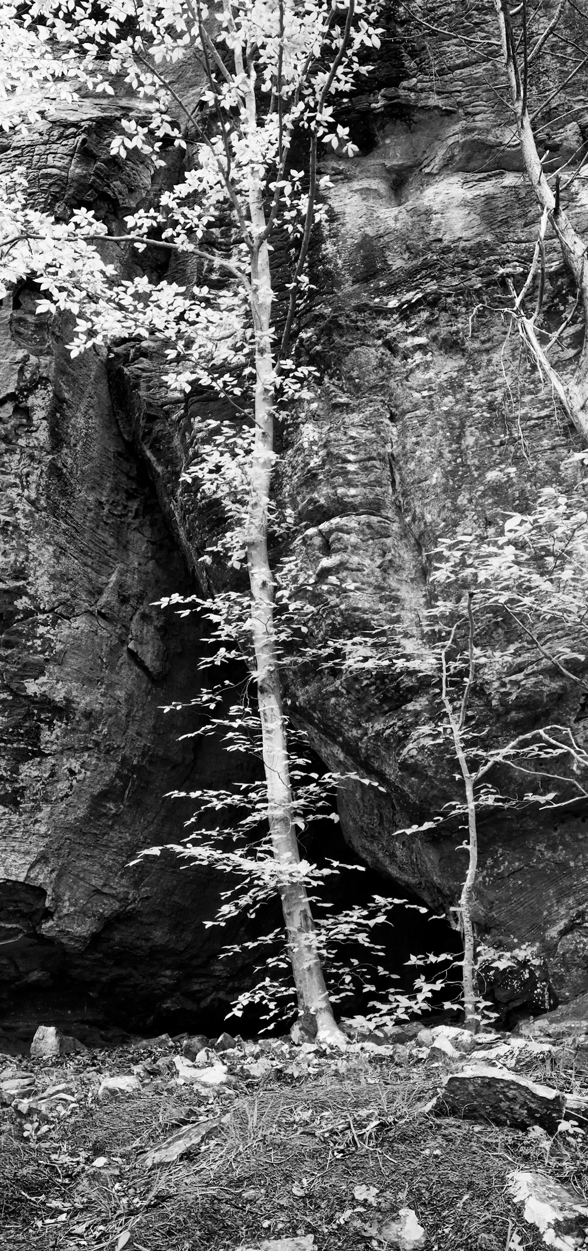 Ozark National Forest #5 : Arkansas, April 2010