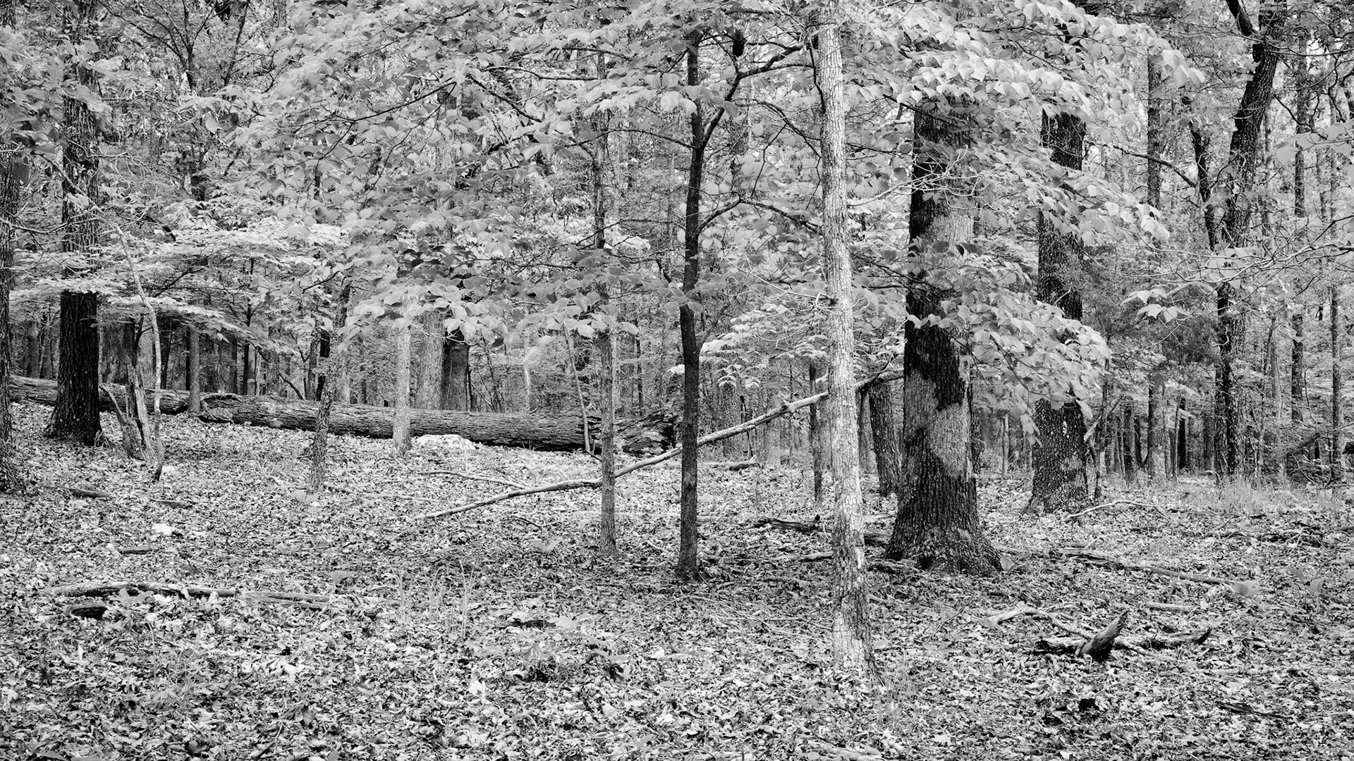 Devil's Den SP #20 : Arkansas, June 2013