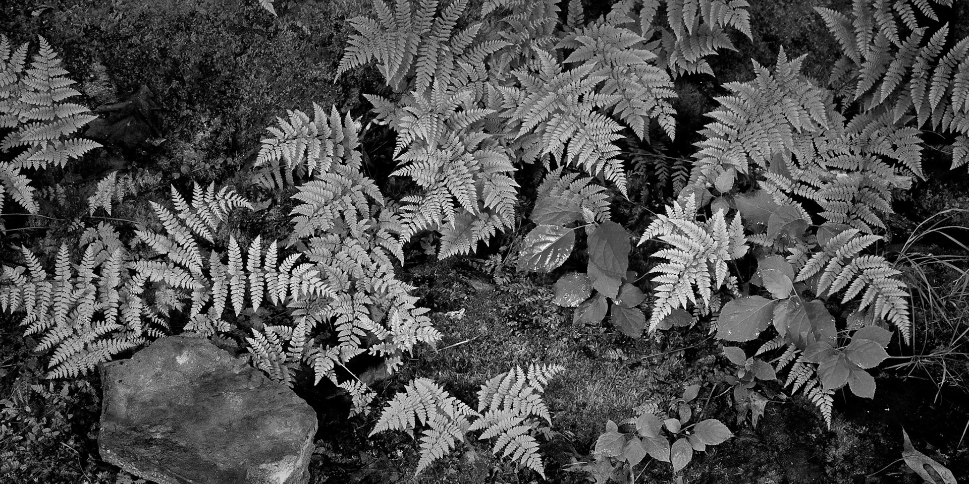 Pickle Springs NA #1 : Missouri, April 2010