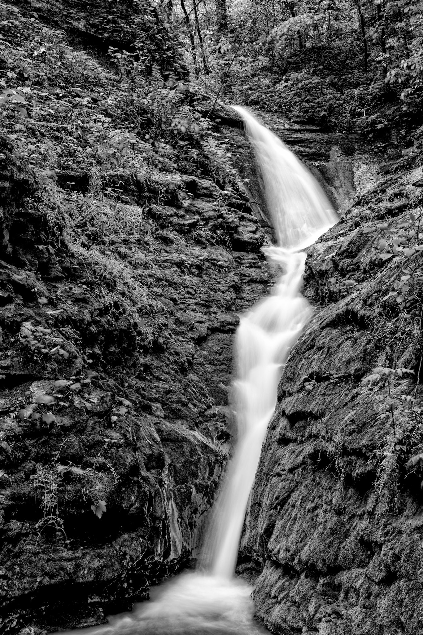 Smith Creek Preserve #7 : Arkansas, June 2016