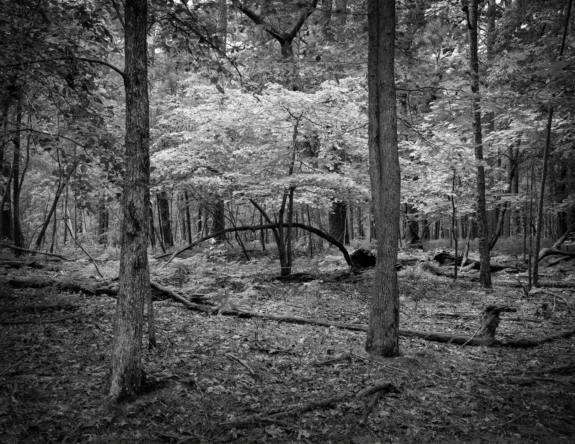 Hobbs SP #1 : Arkansas, May 2020