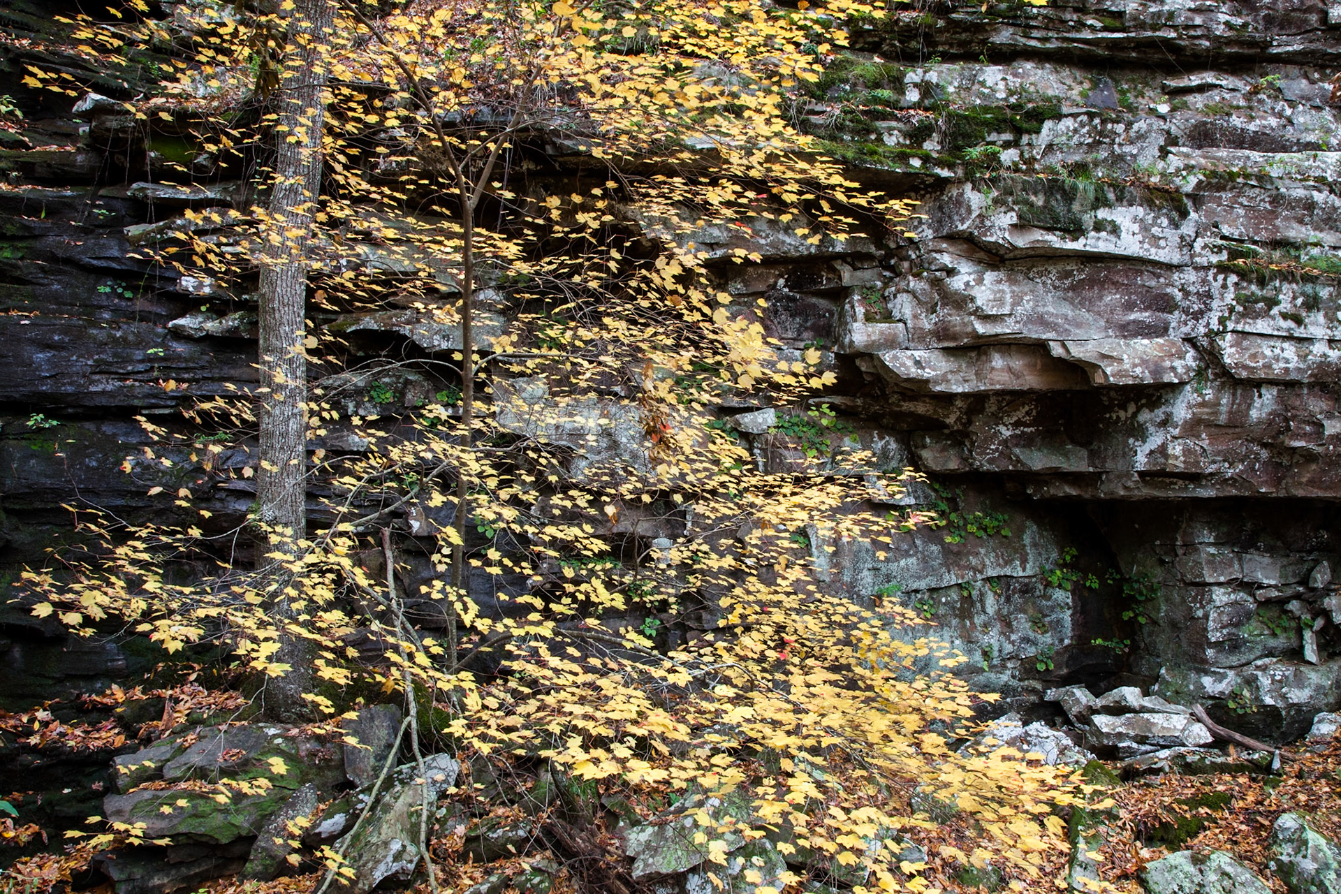 Petit Jean #44 : Arkansas, November 2011