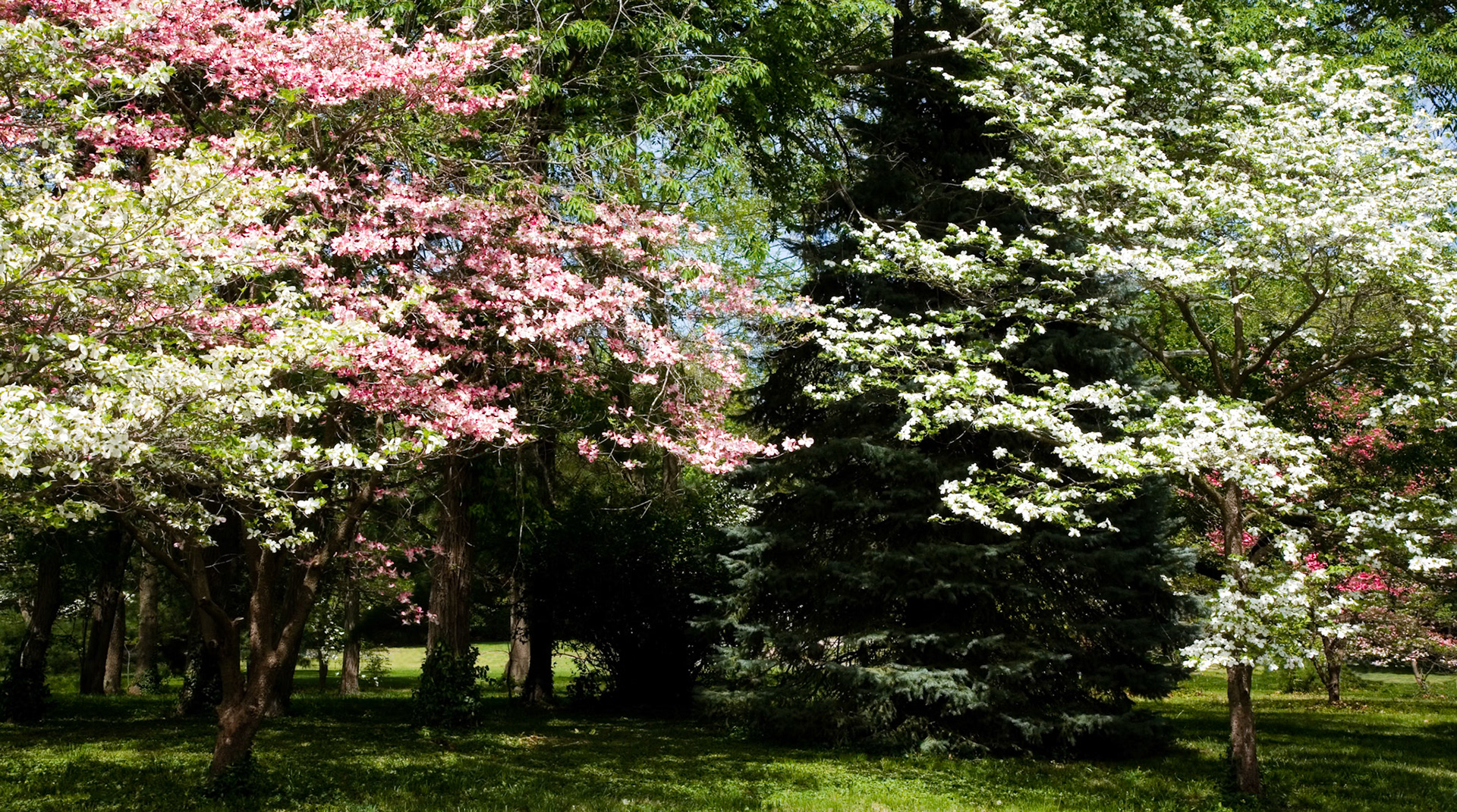 Springfield #3 : Missouri, April 2006