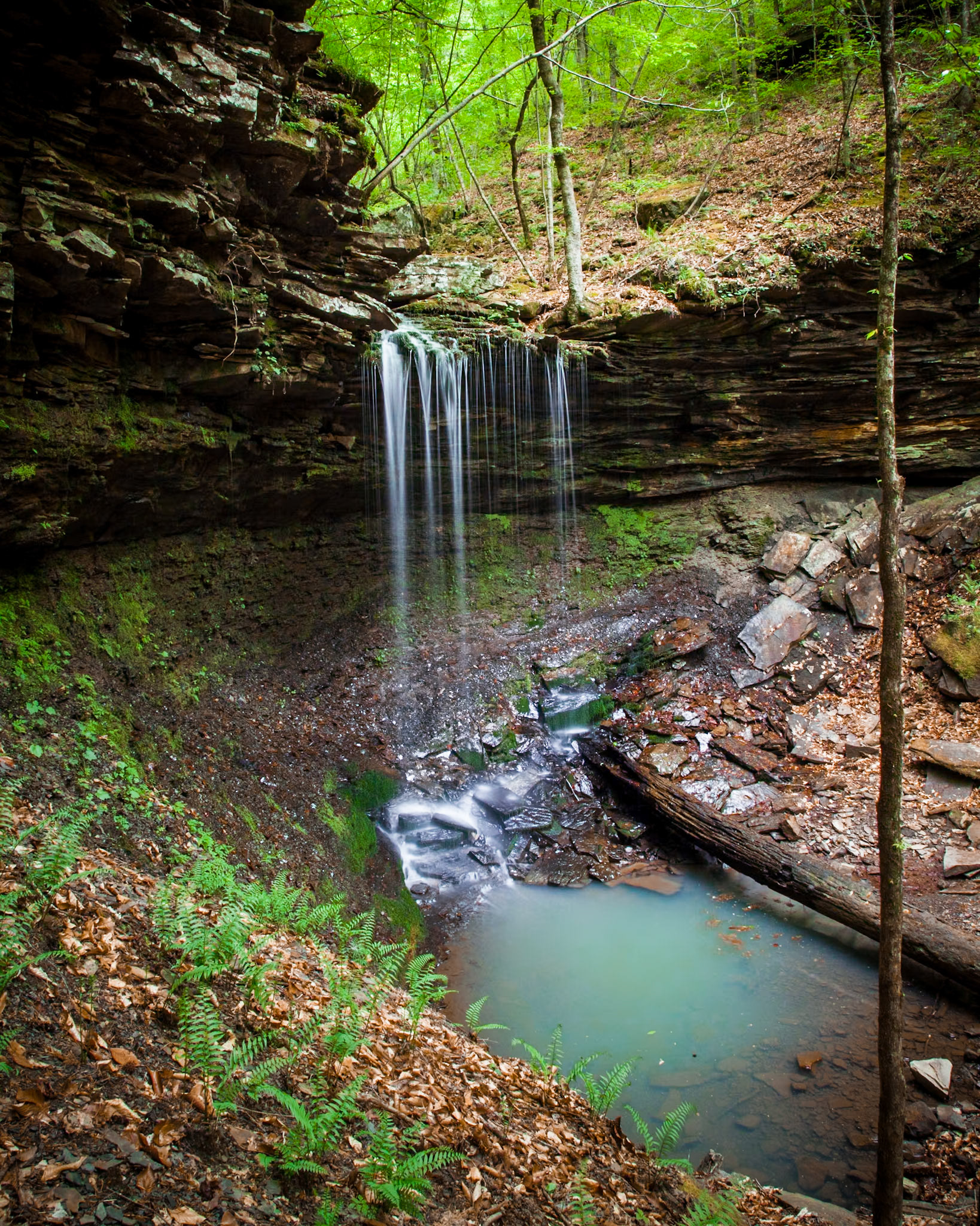 Ozark National Forest #4 : Arkansas, April 2010