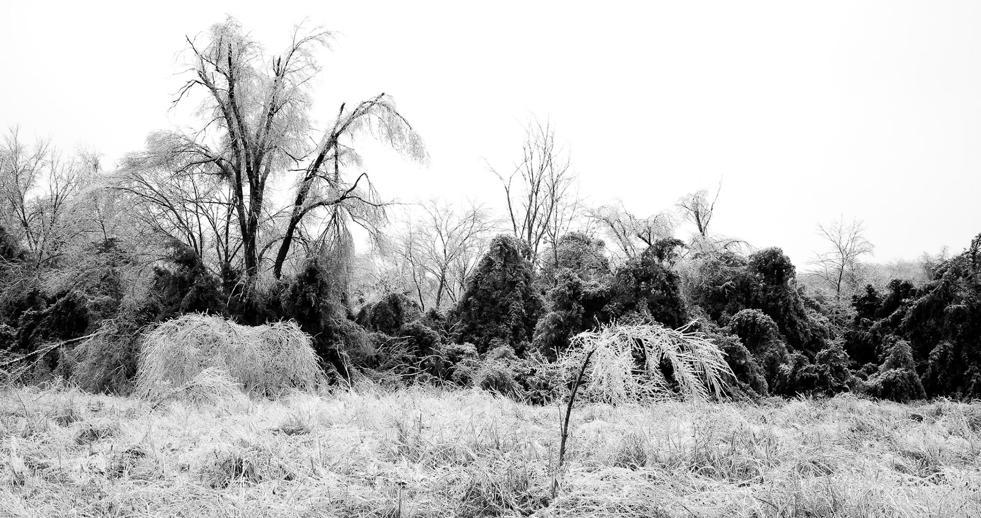 Springfiled Nature Center #1 : Missouri, January 2007