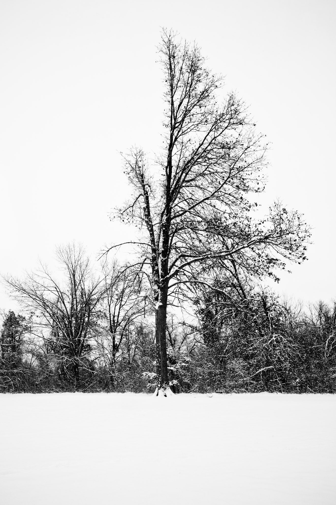 Ritter Springs #4 : Missouri, January 2010