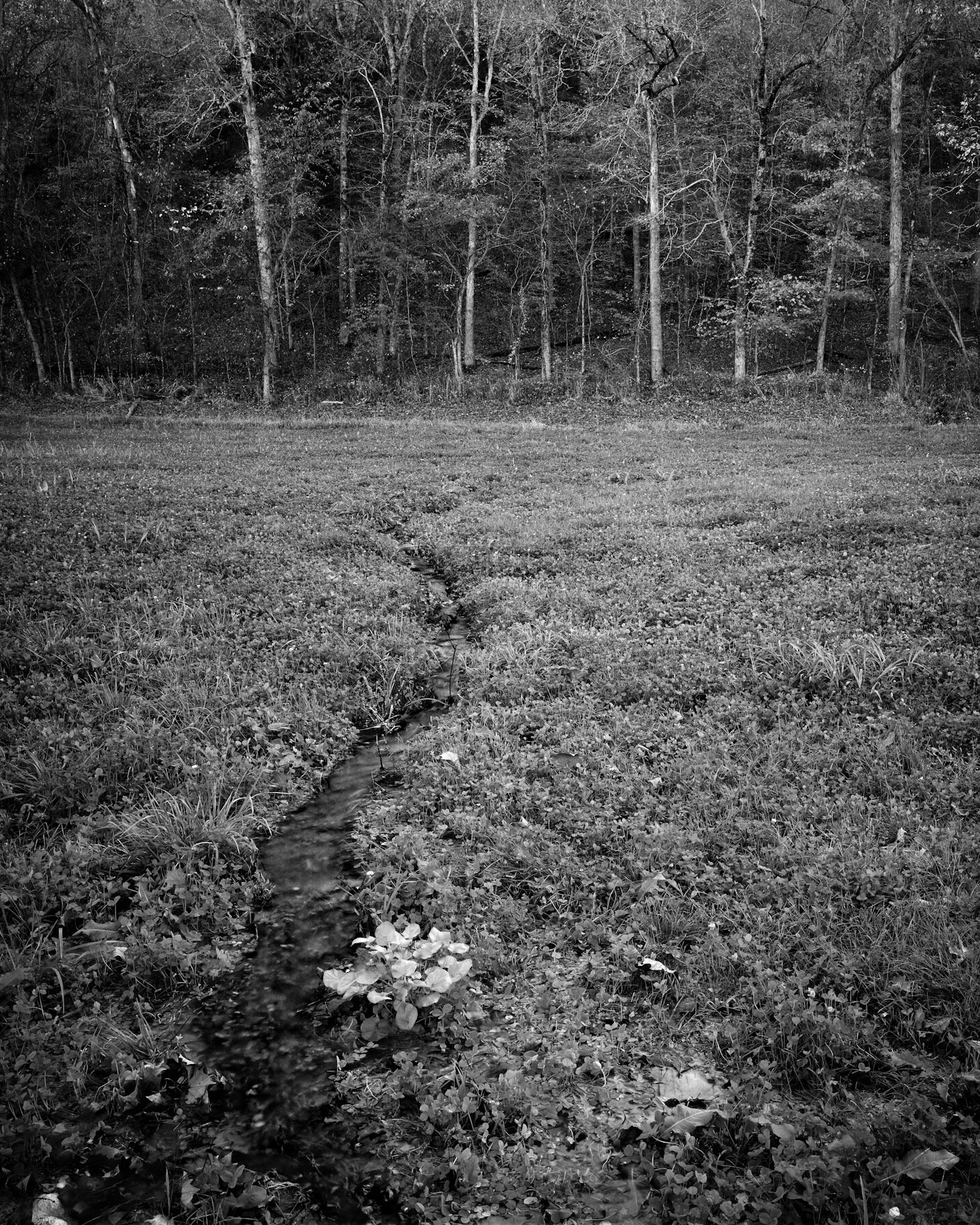 Mincy Conservation Area #7 : Missouri, October 2004