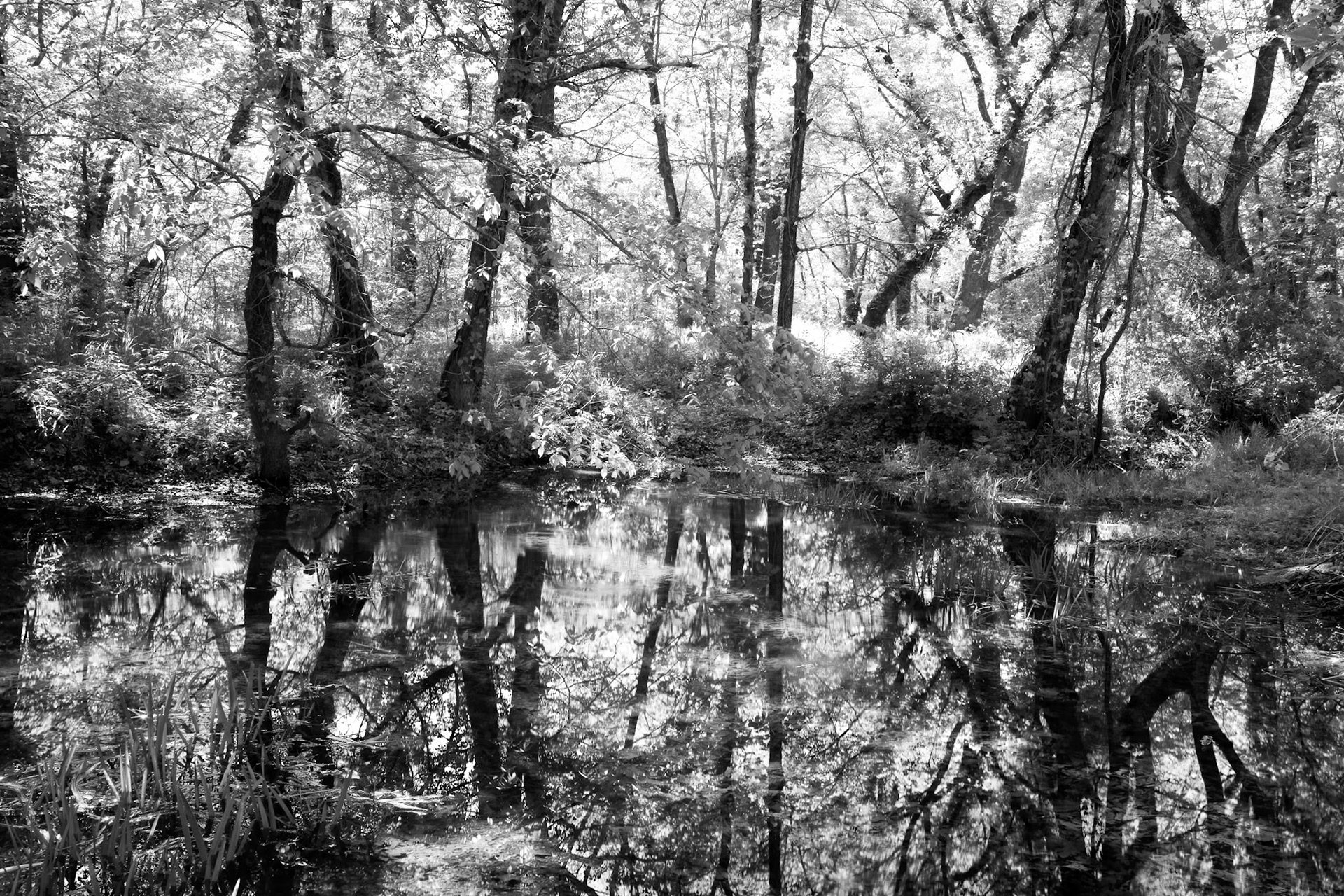 Swan Creek Mark Twain Forest #6 : Missouri, April 2006