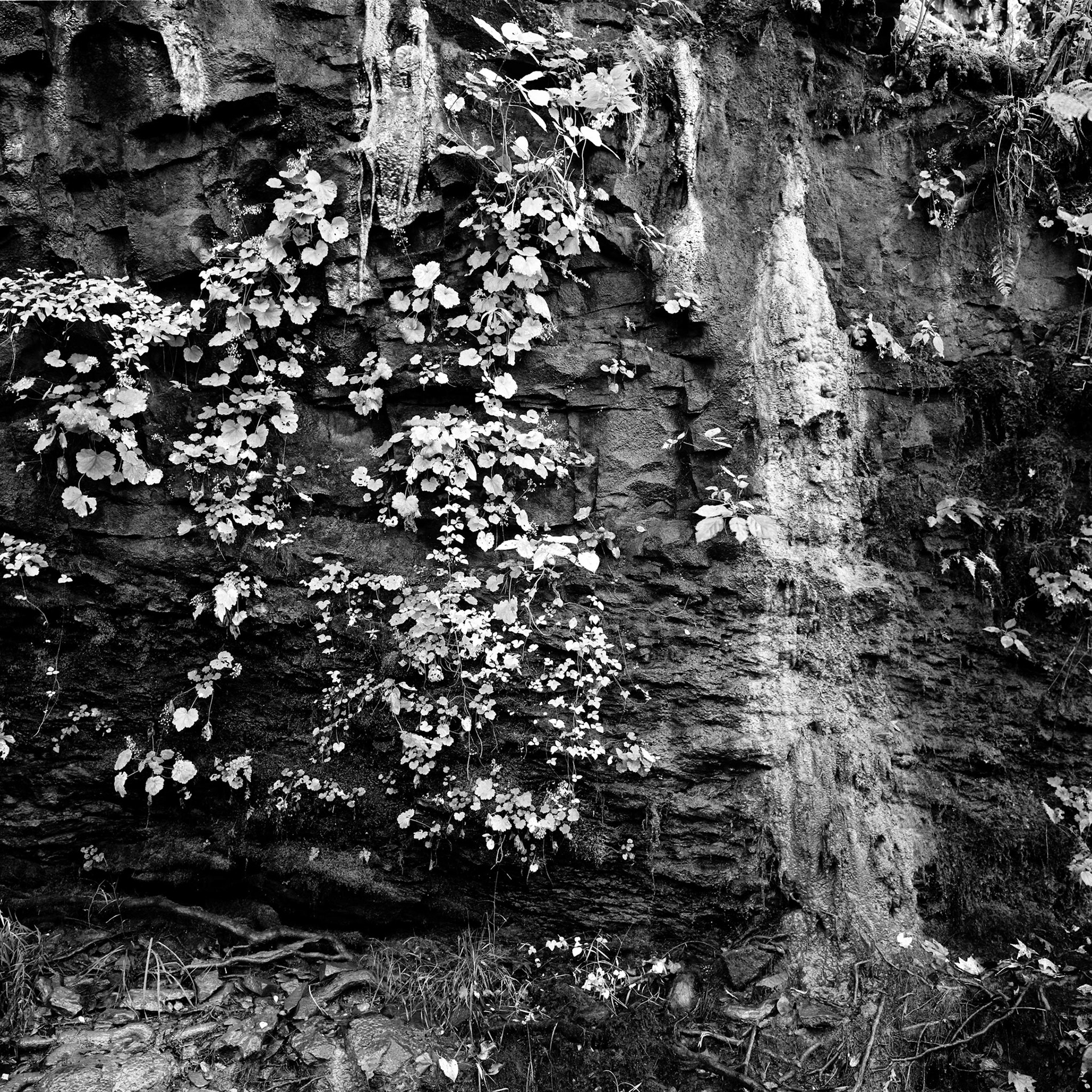 Petit Jean #30 : Arkansas, October 2001