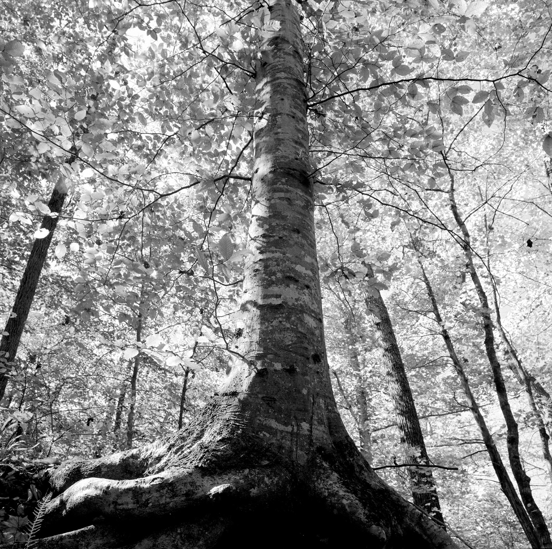 Buffalo National River Area #9 : Arkansas, October 2003