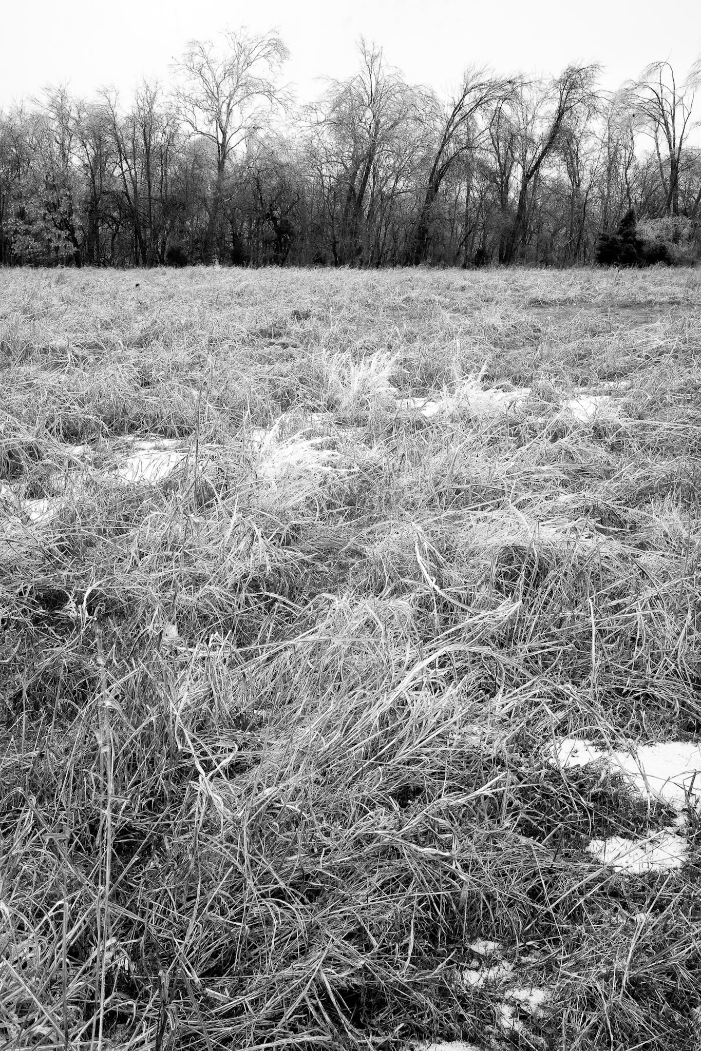 Springfiled Nature Center #3 : Missouri, January 2007