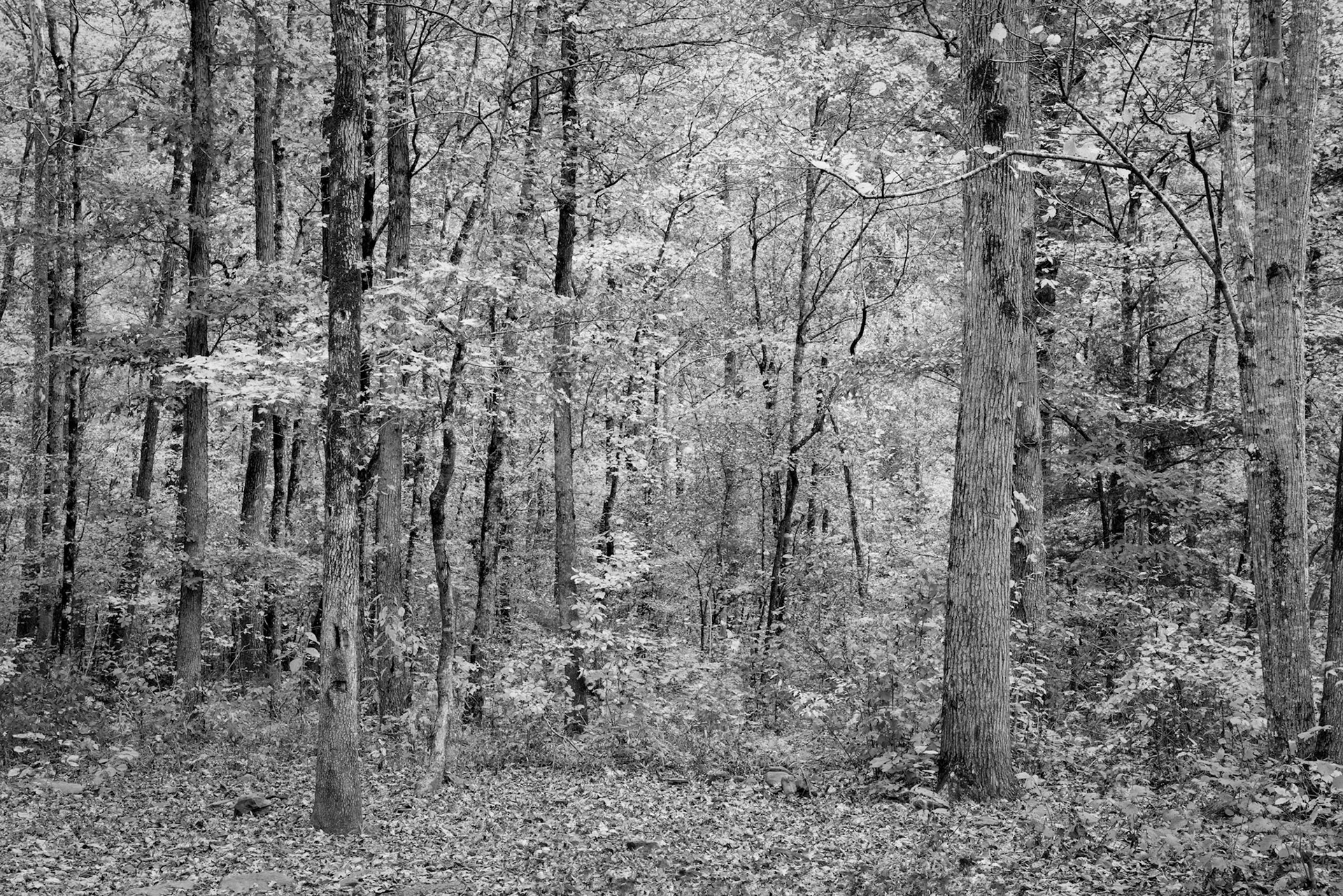 Richland Creek Wilderness #41 : Arkansas, October 2014