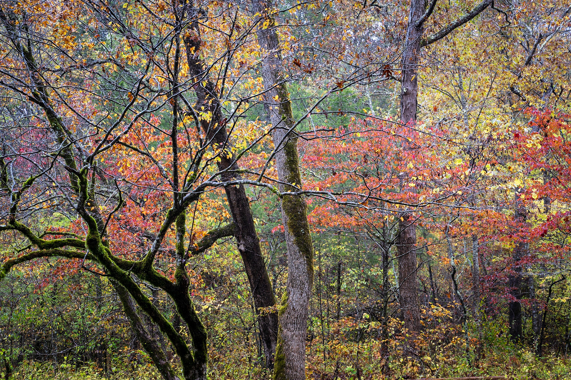 Ozark National Scenic Riverways #1 : Arkansas, October 2019