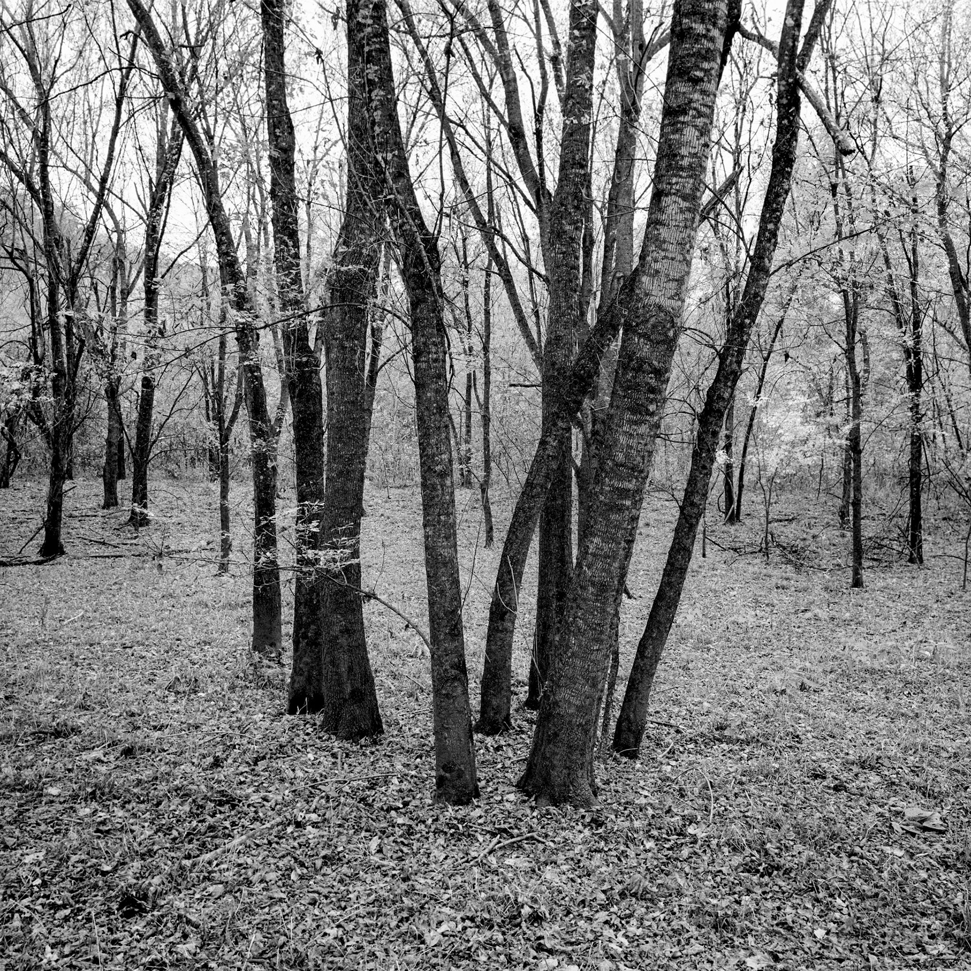 Buffalo National River Area #5 : Arkansas, October 2002