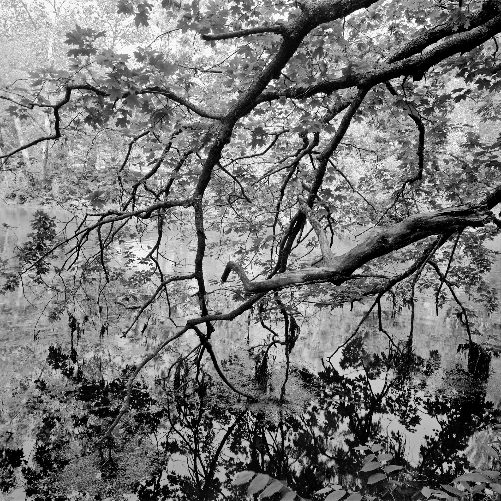 Bennett Springs #1 : Missouri, May 1998