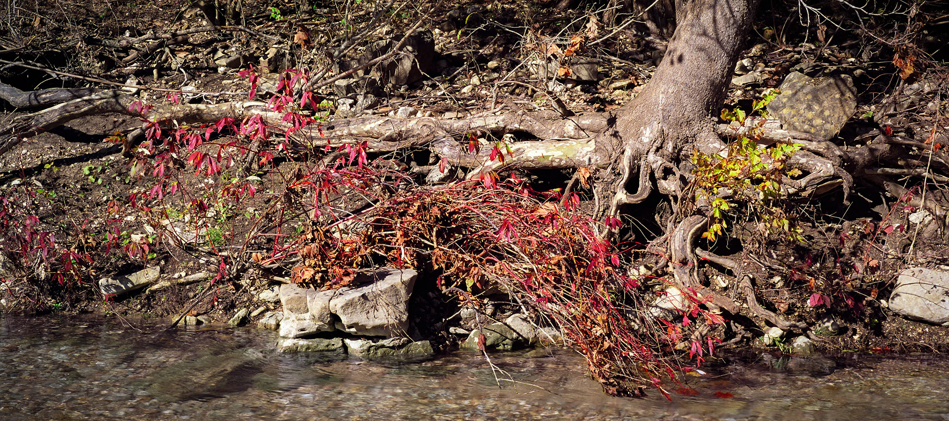 Mincy Conservation Area #16 : Missouri, November 2004