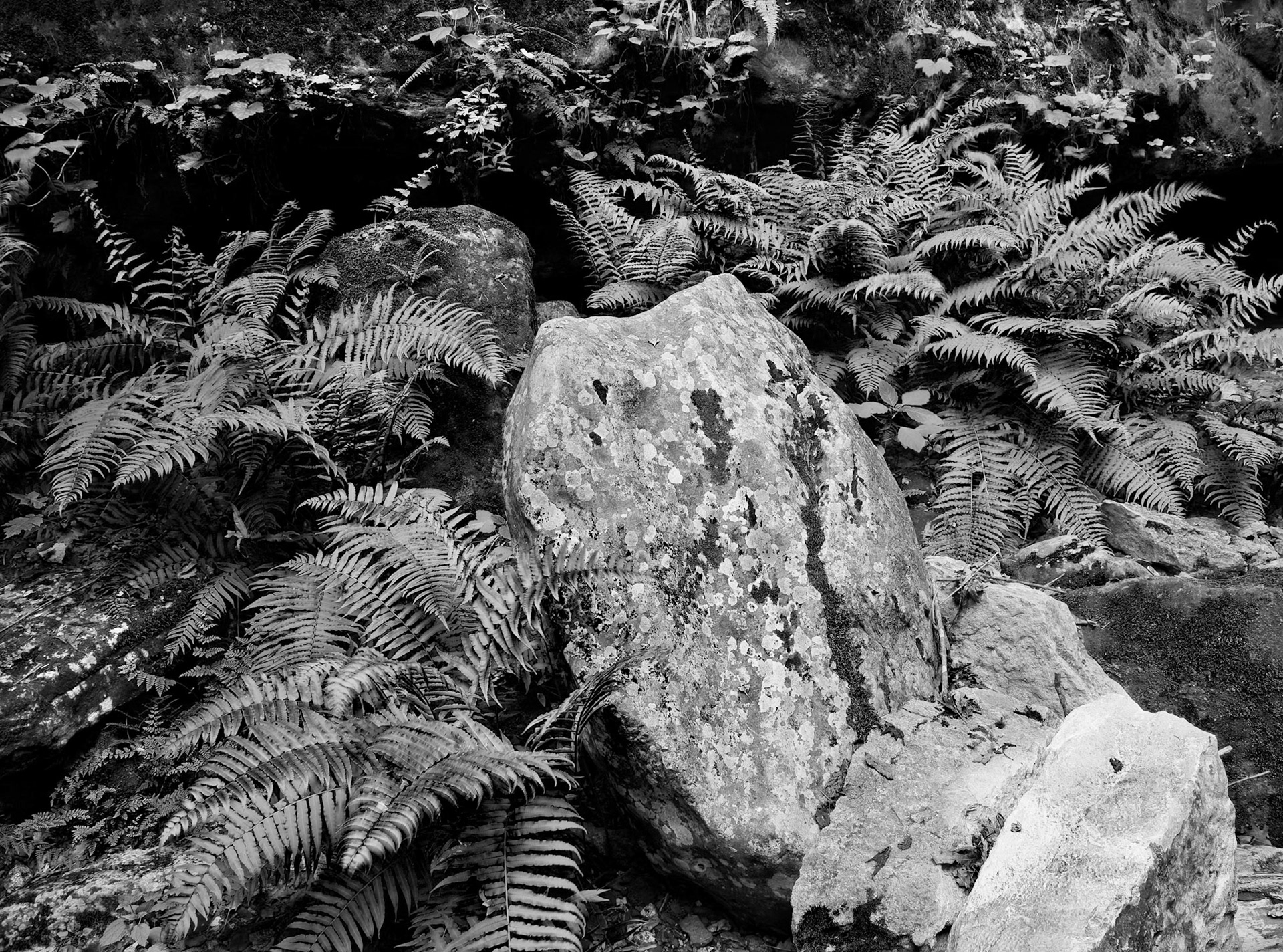 Indian Creek #29 : Arkansas, June 2007