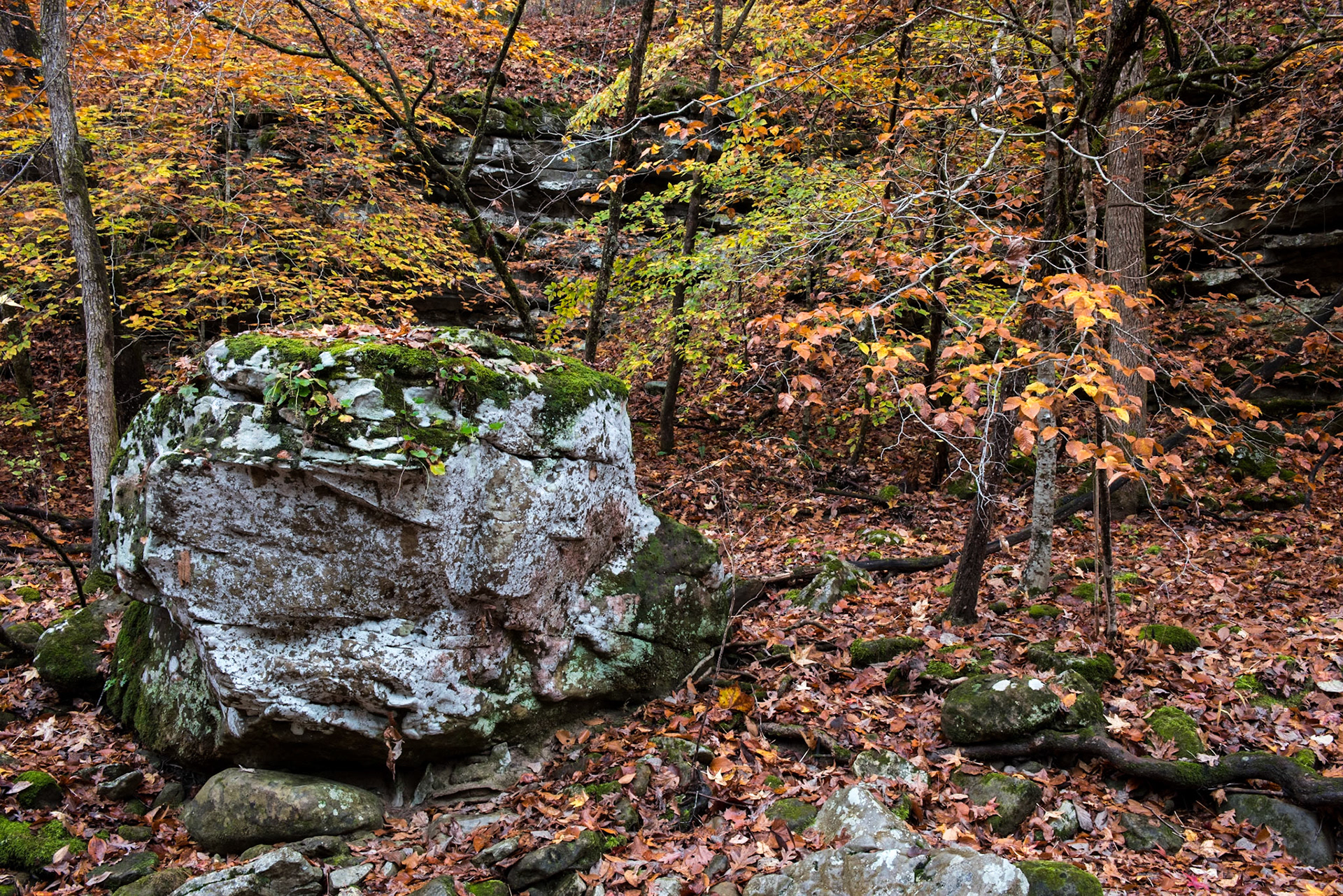Smith Creek Preserve #2 : Arkansas, October 2015