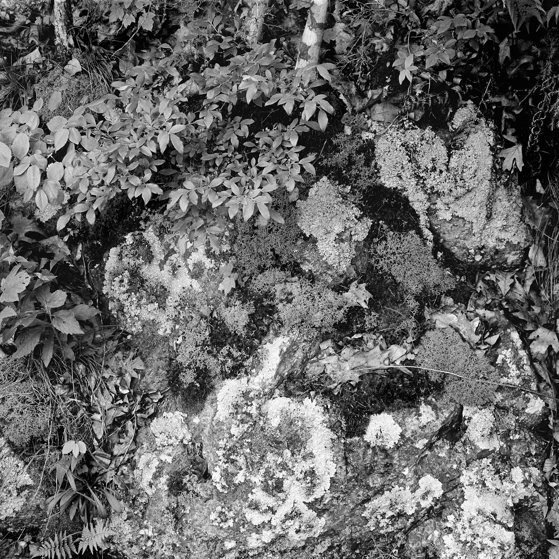 Johnson's Shut-Ins #9 : Missouri, May 1997