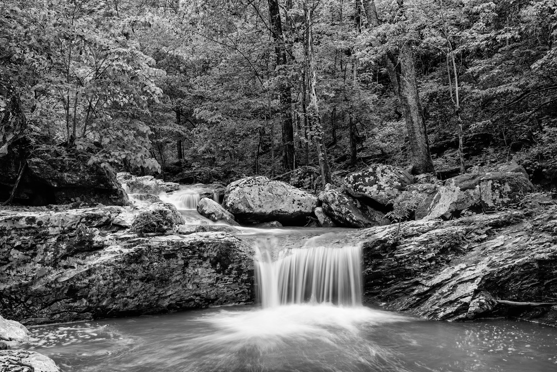 Smith Creek Preserve #6  : Arkansas, April 2016