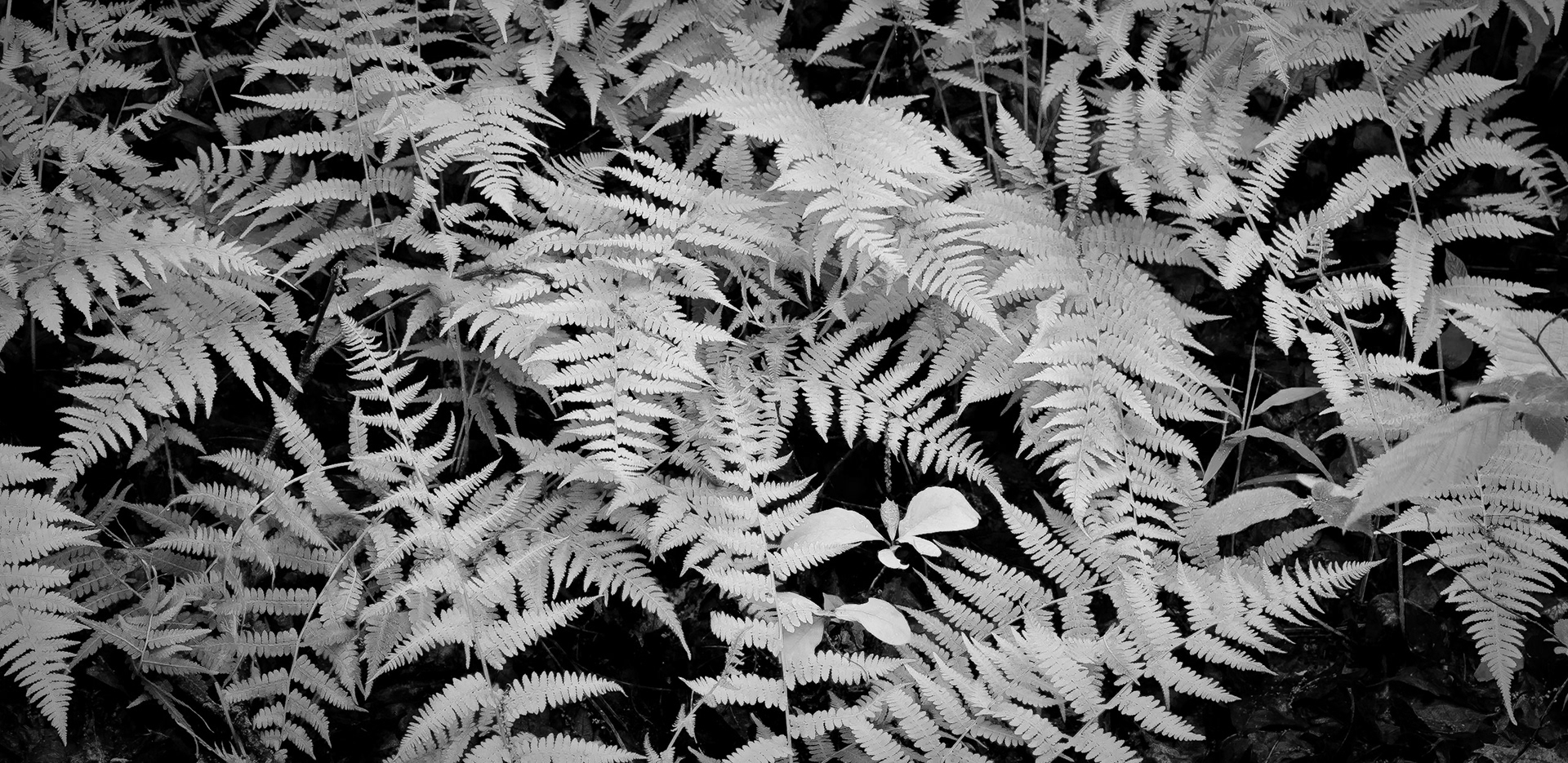 Hawn State Park #6 : Missouri, April 2010