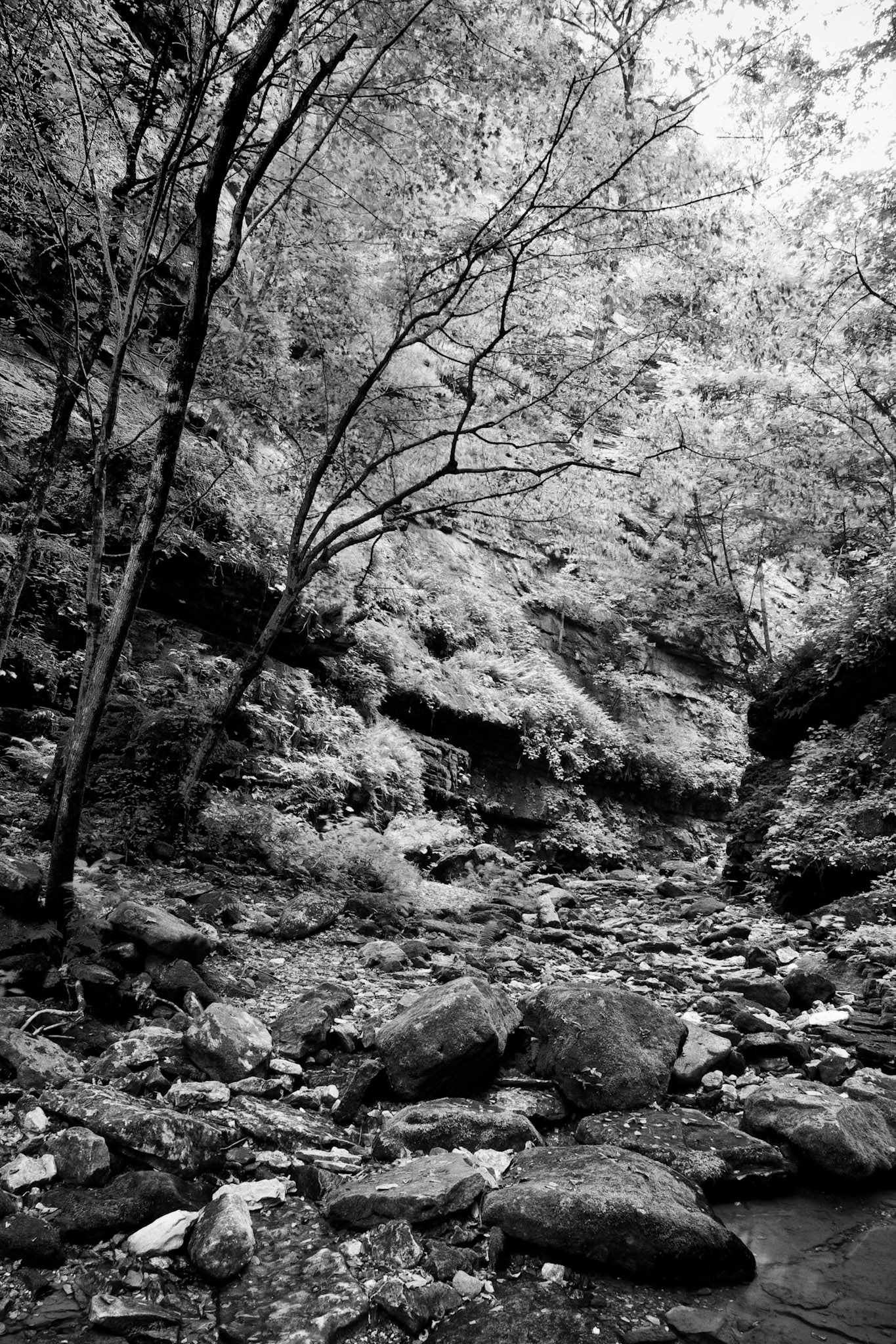 Indian Creek #27 : Arkansas, June 2007