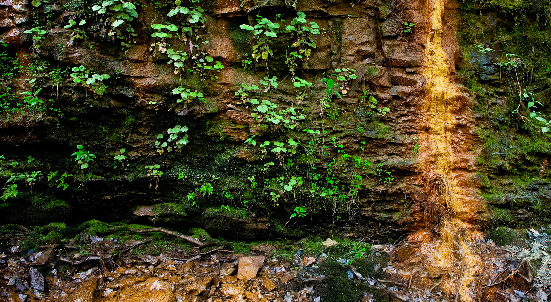 Petit Jean #37 : Arkansas, April 2009