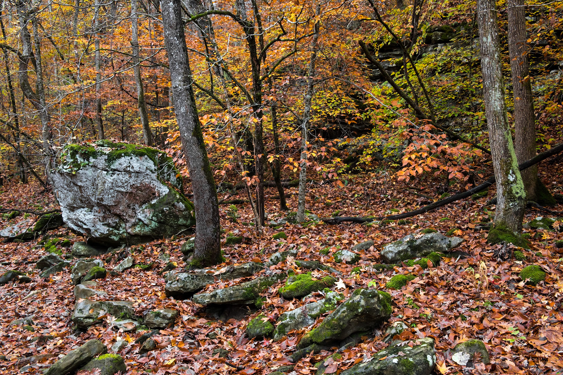 Smith Creek Preserve #3 : Arkansas, October 2015