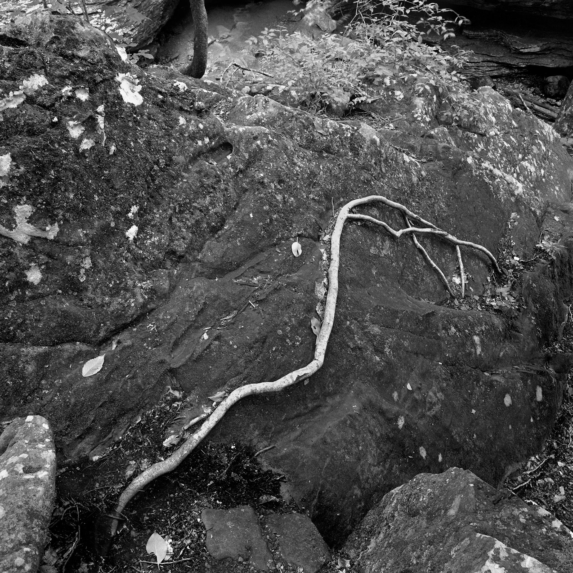 Lost Valley #16 : Arkansas, June 2000