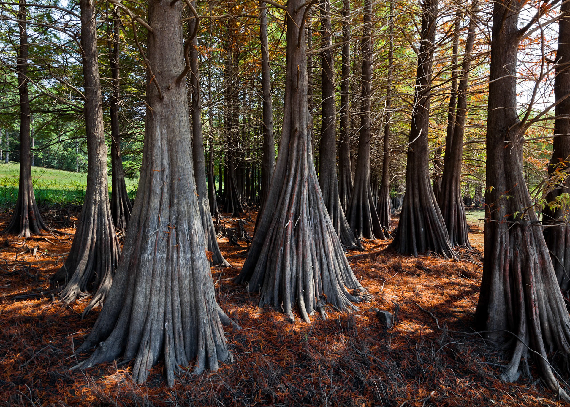 Blue Mountain Lake #1 : Arkansas, August 2012