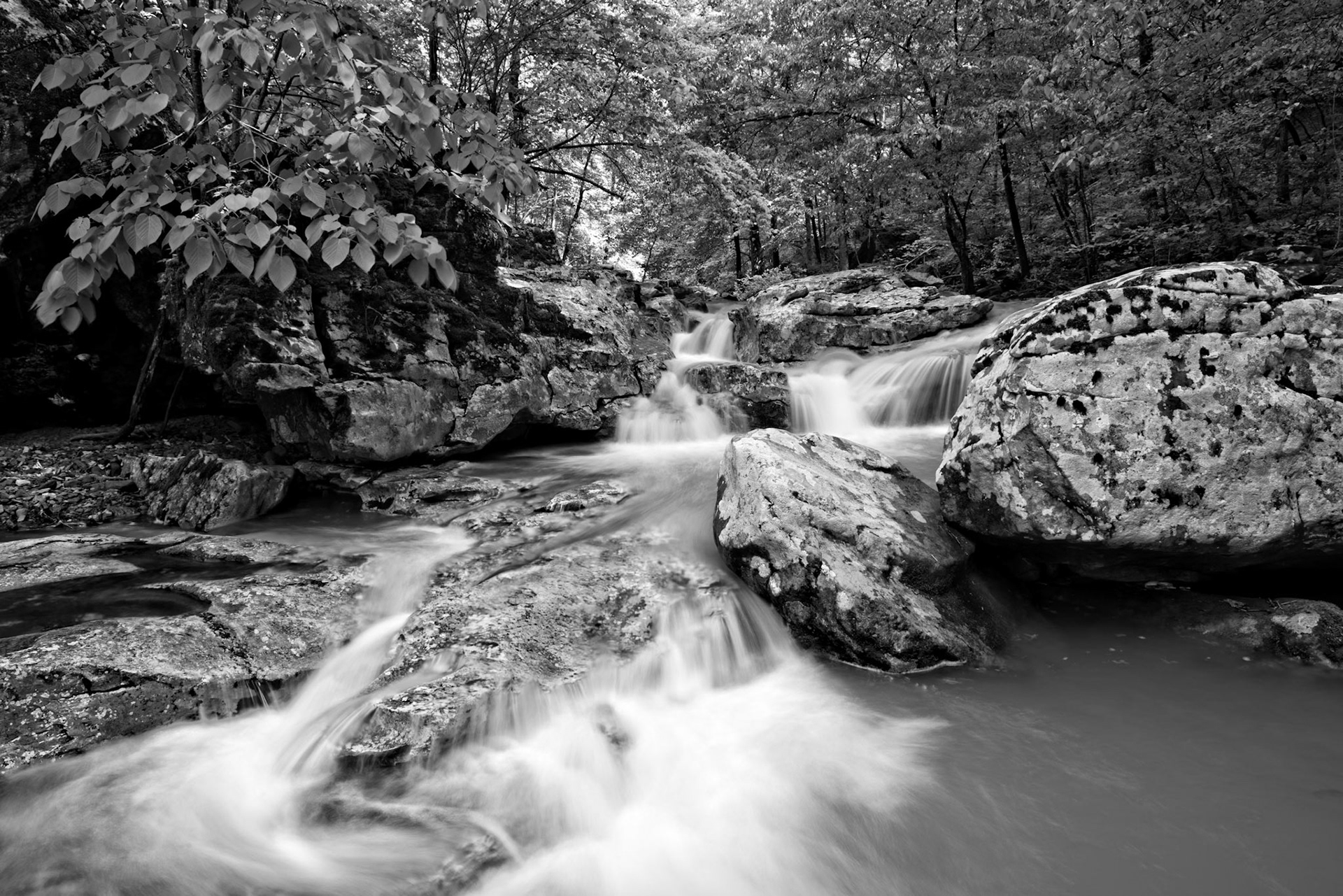 Smith Creek Preserve #10 : Arkansas, April 2016