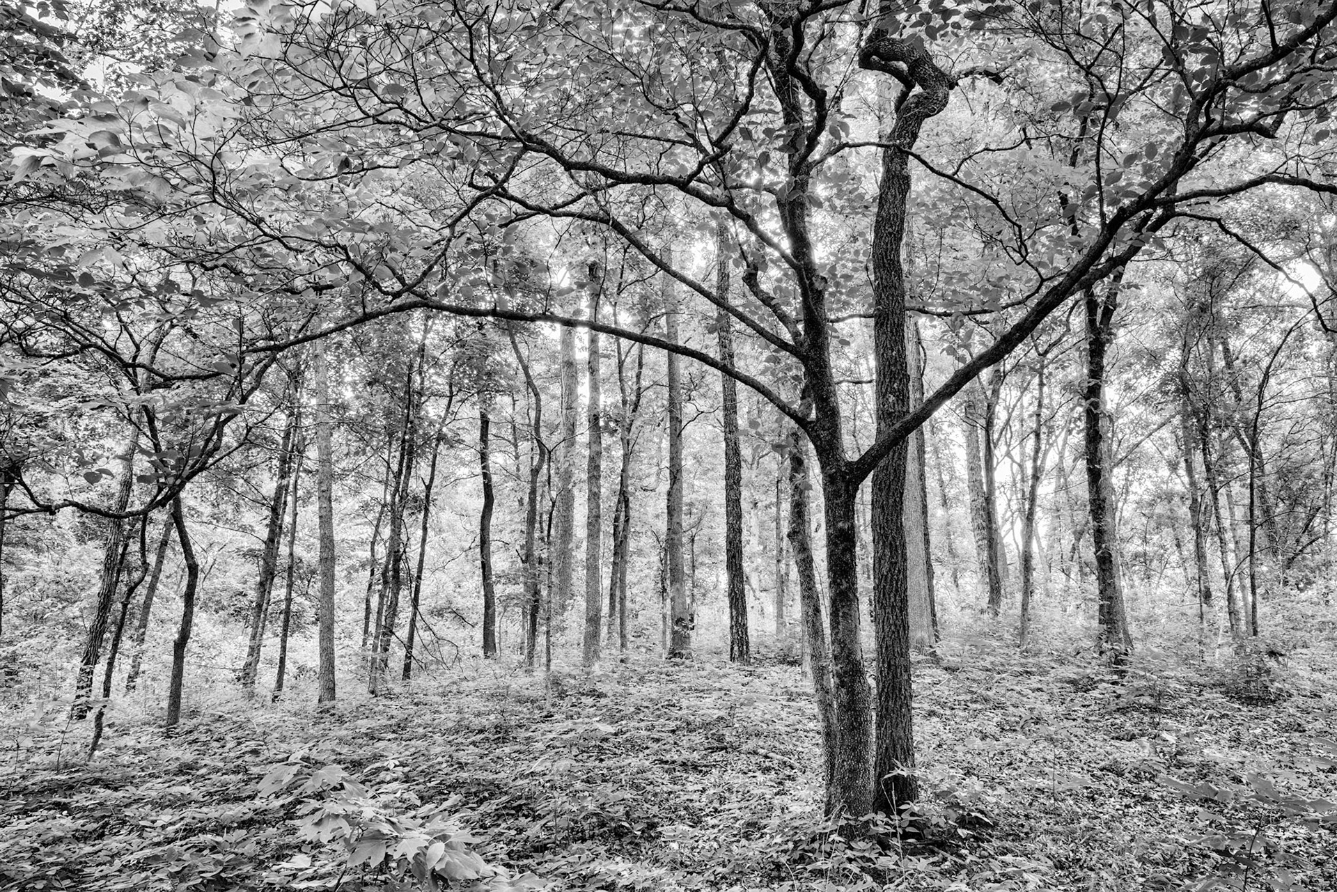 Alley Spring #2 : Missouri, June 2015