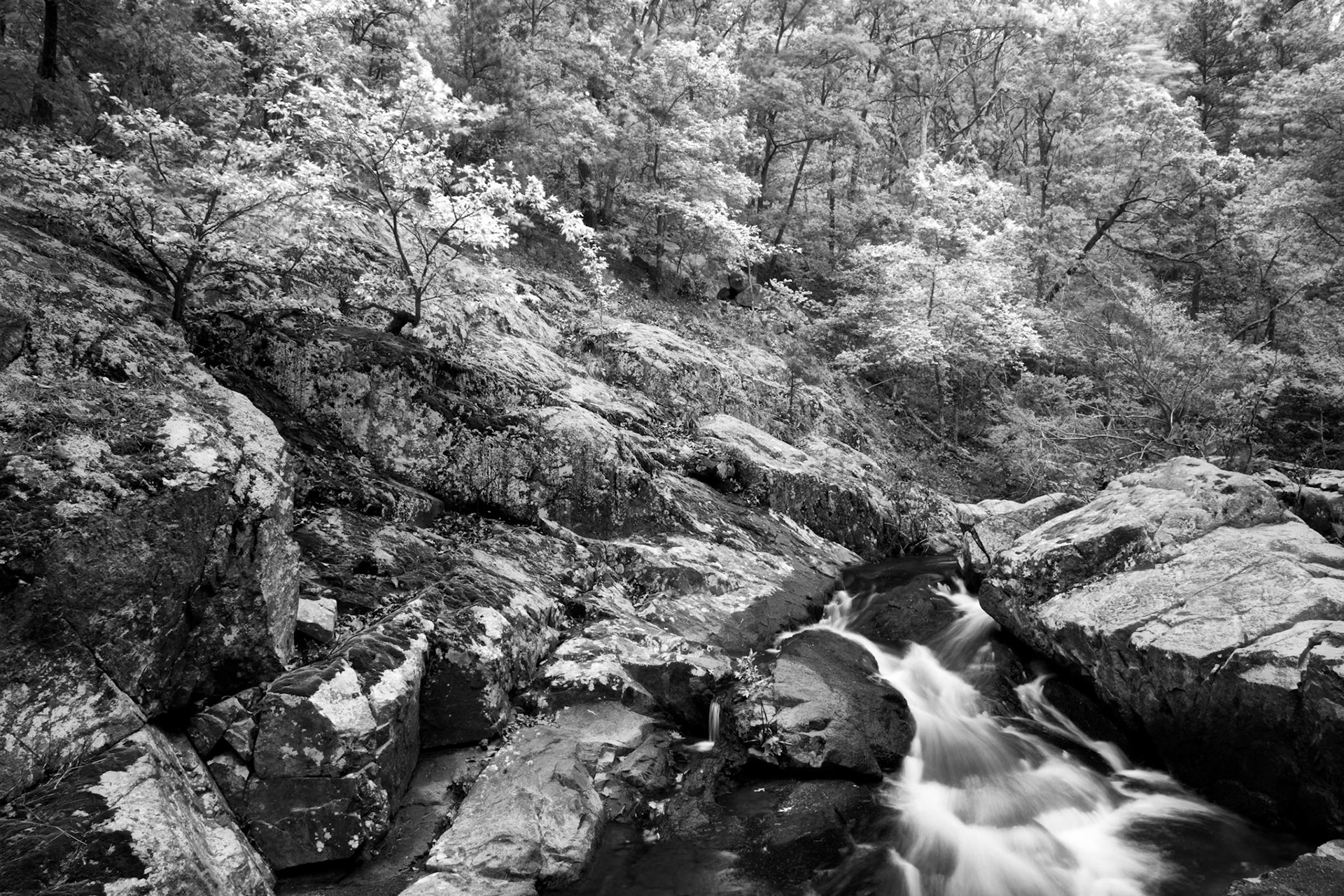 Pickle Creek, Hawn SP #4 : Missouri, April 2010