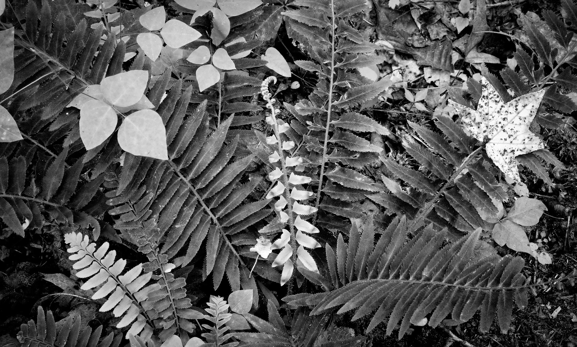 Indian Creek #25 : Arkansas, June 2007