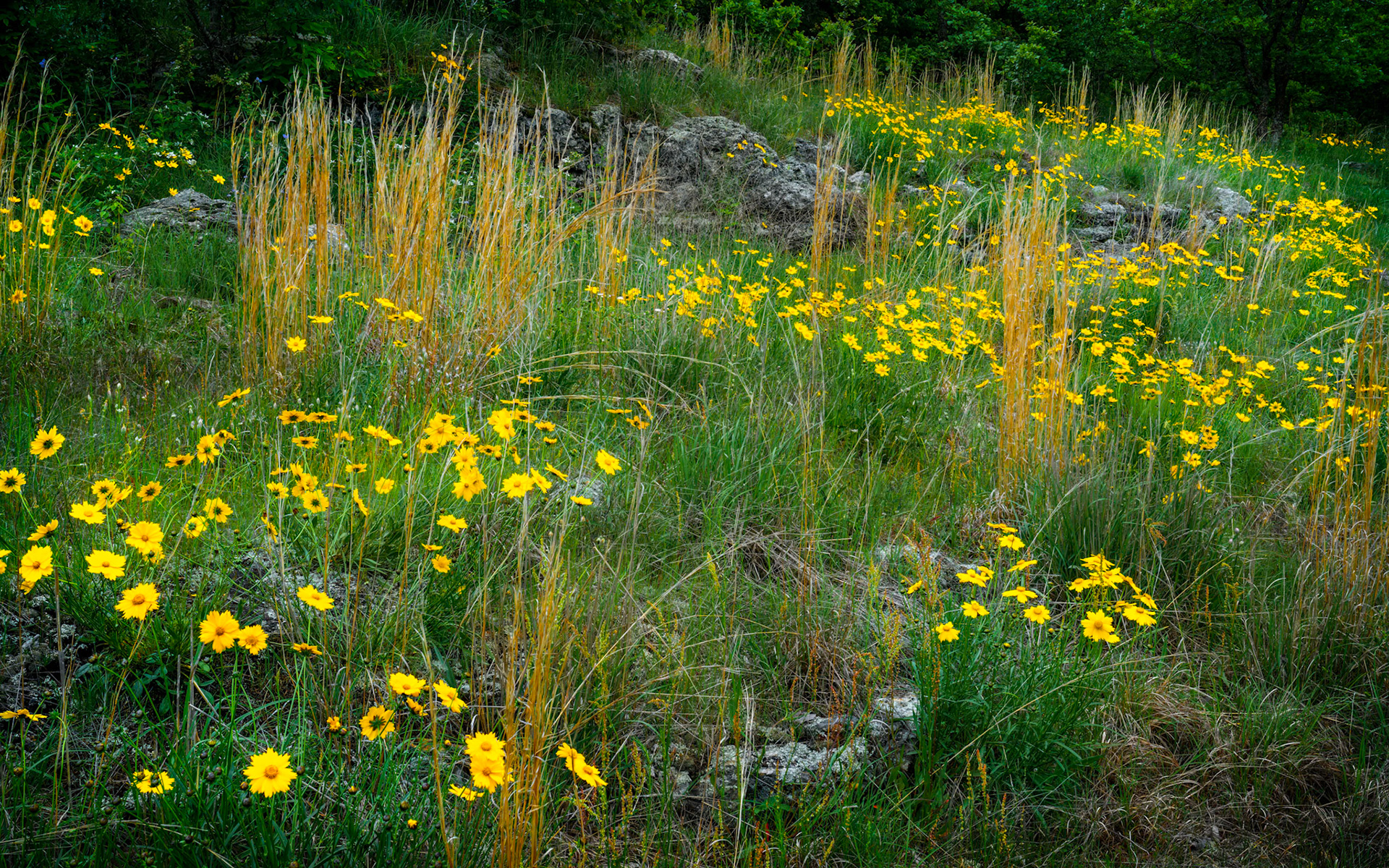 Wildcat Glades #2 : Missouri, May 2020