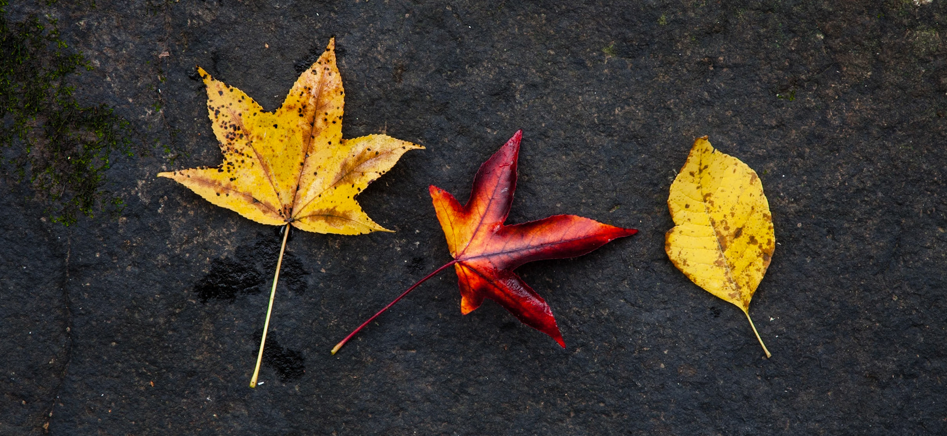 Petit Jean #45 : Arkansas, November 2011