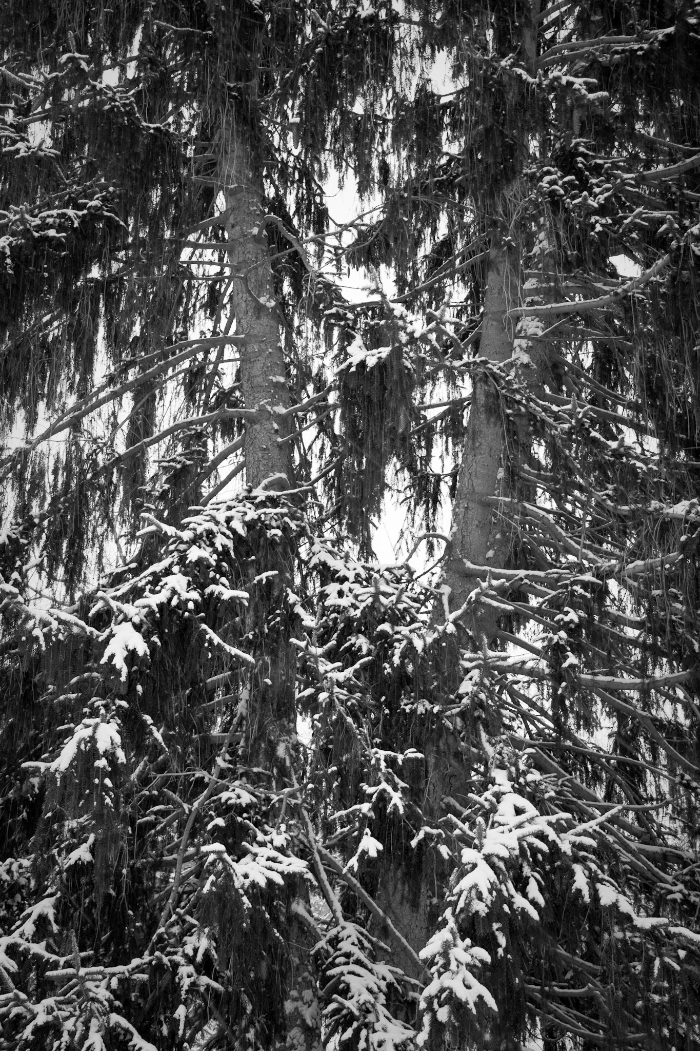 Ritter Springs #5 : Missouri, January 2010