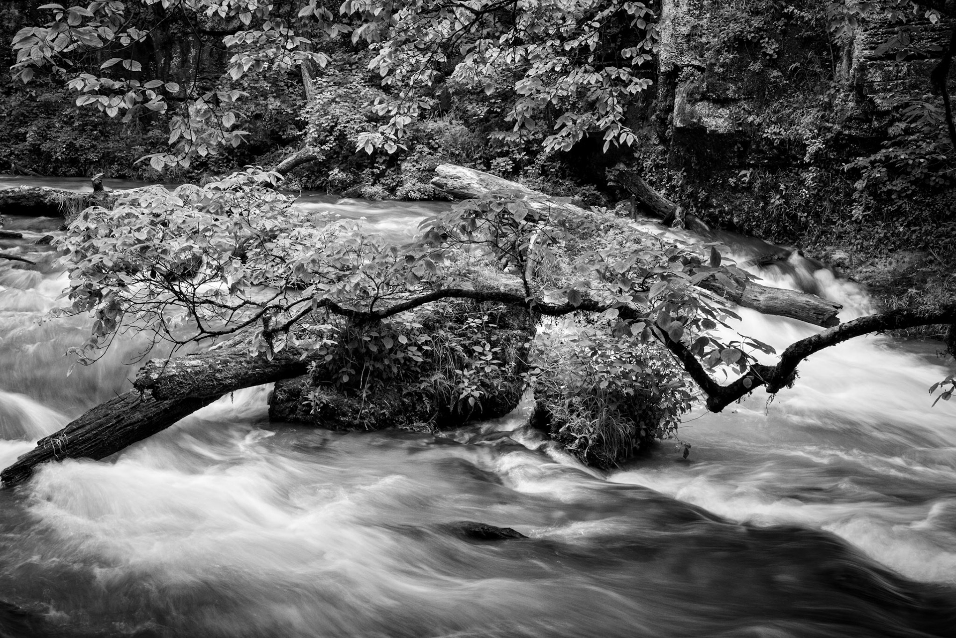 Greer Spring #1 : Missouri, May 2017