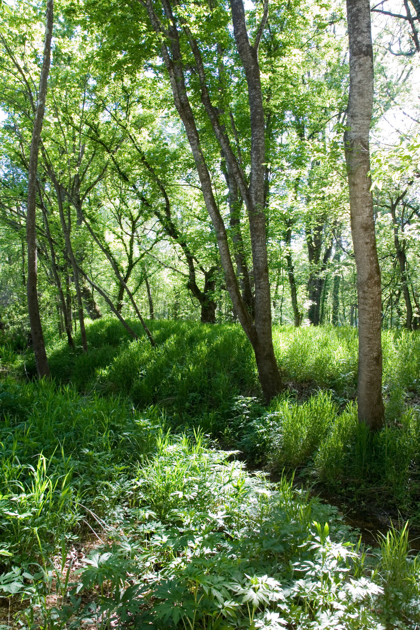 Swan Creek Mark Twain Forest #8 : Missouri, April 2006