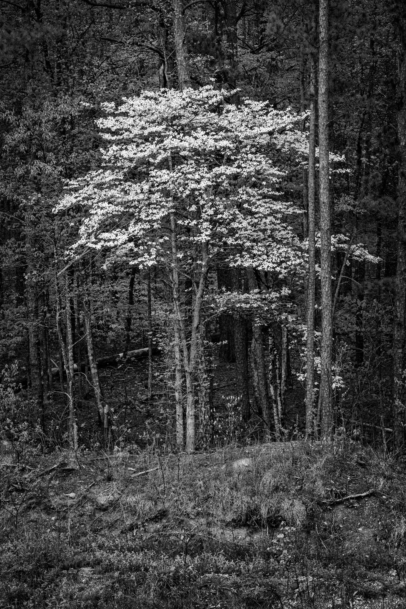 Ouachita National Forest #3 : Arkansas, April 2019