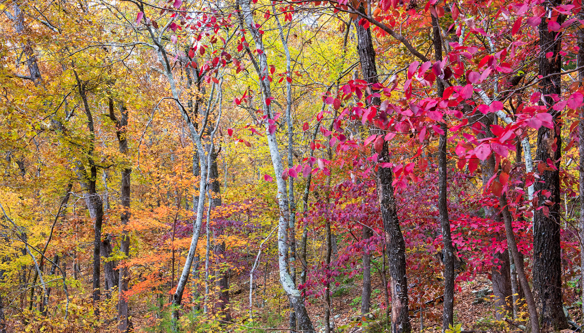 Devil's Den #10 : Arkansas, November 2017