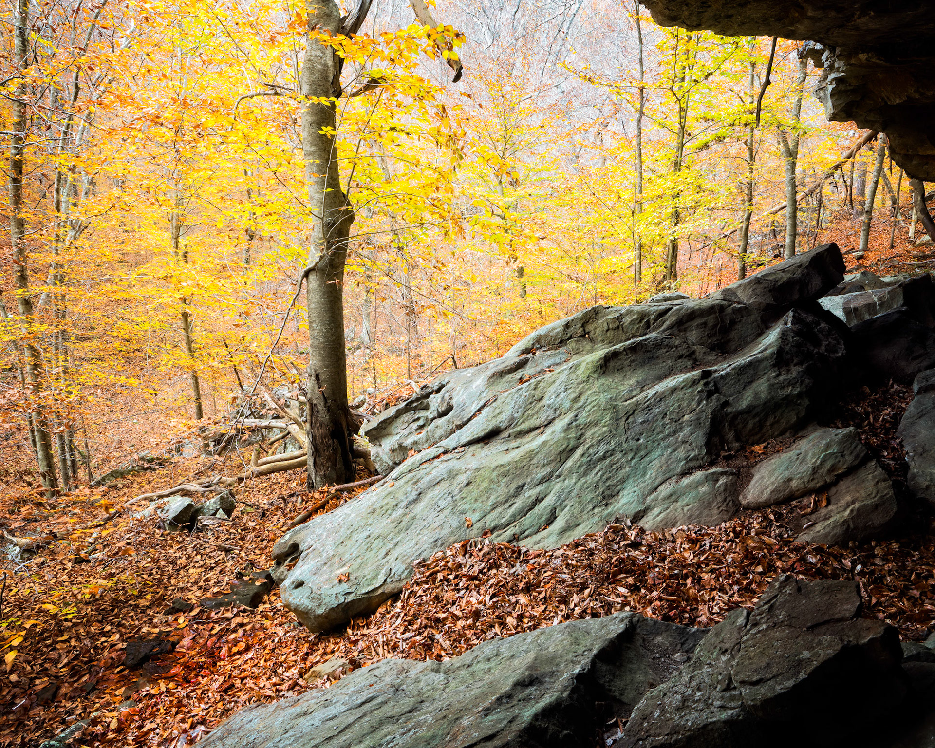 Ozark National Forest #10 : Arkansas, November 2018