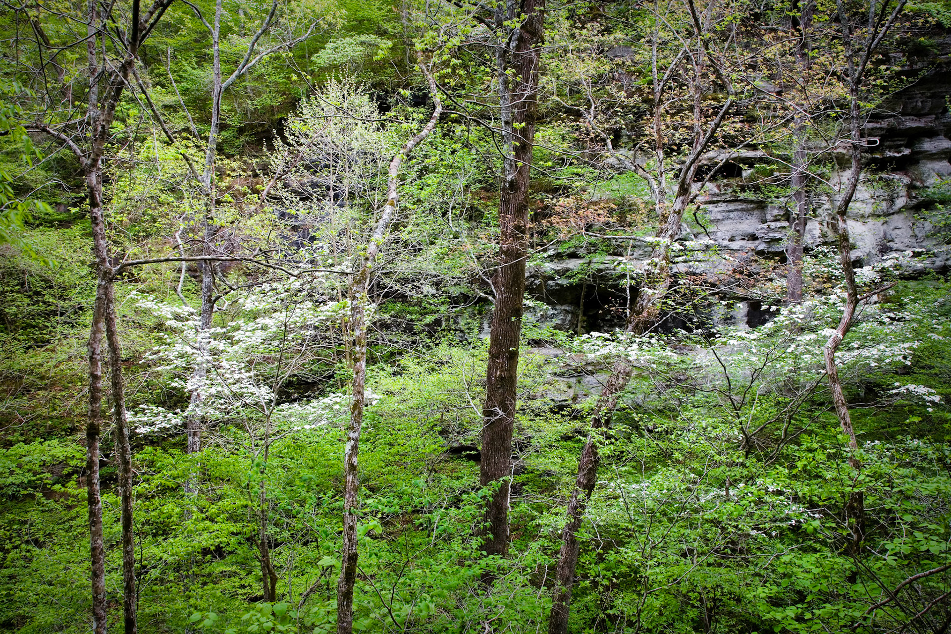 Indian Creek #7 : Arkansas, April 2006