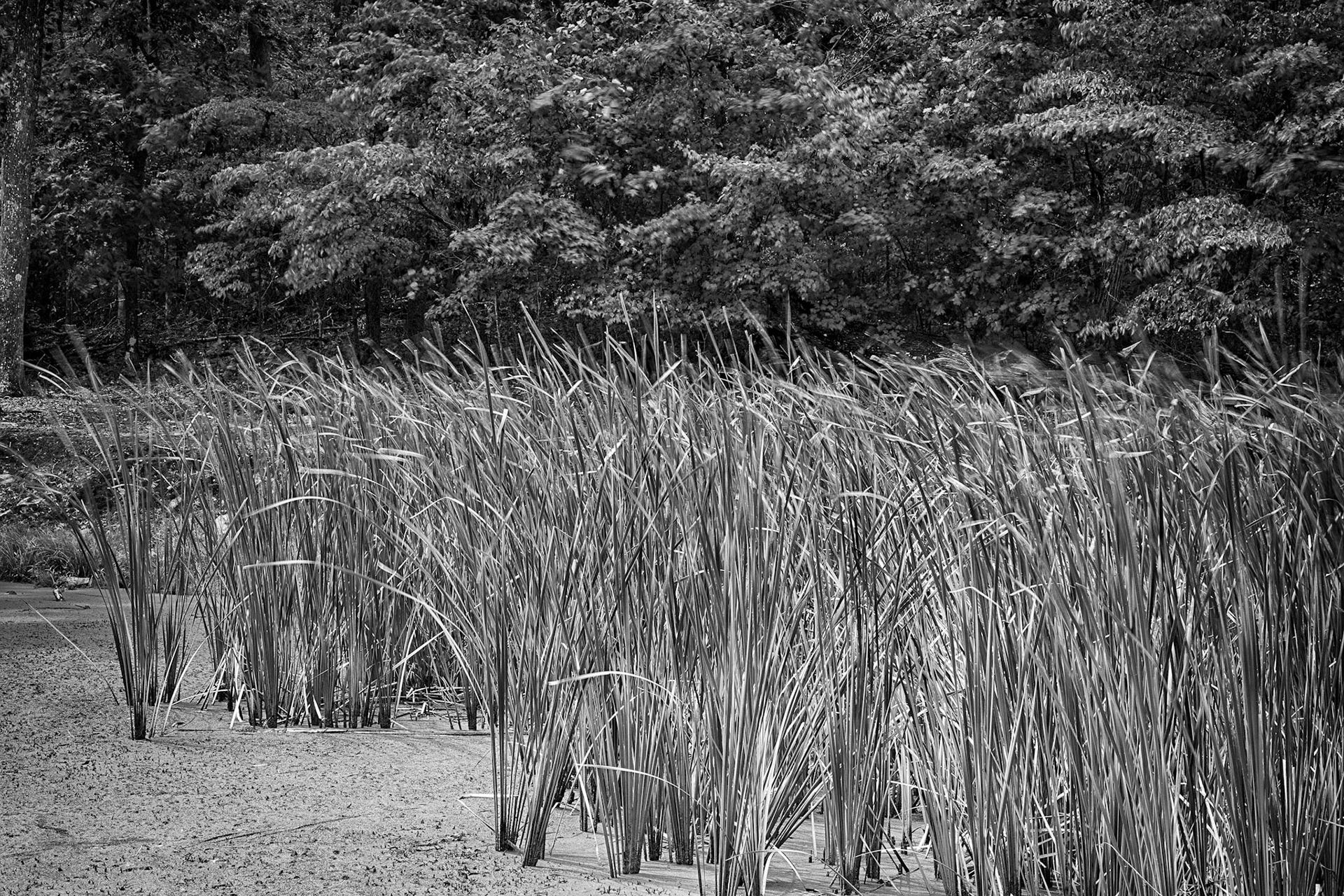 Mt. Nebo #1 : Arkansas, August 2012