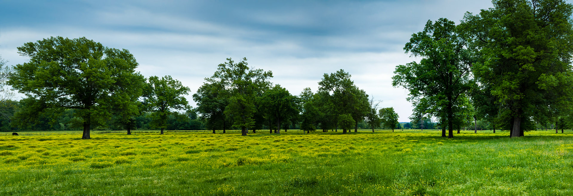 Greenwood #1 : Arkansas, April 2012