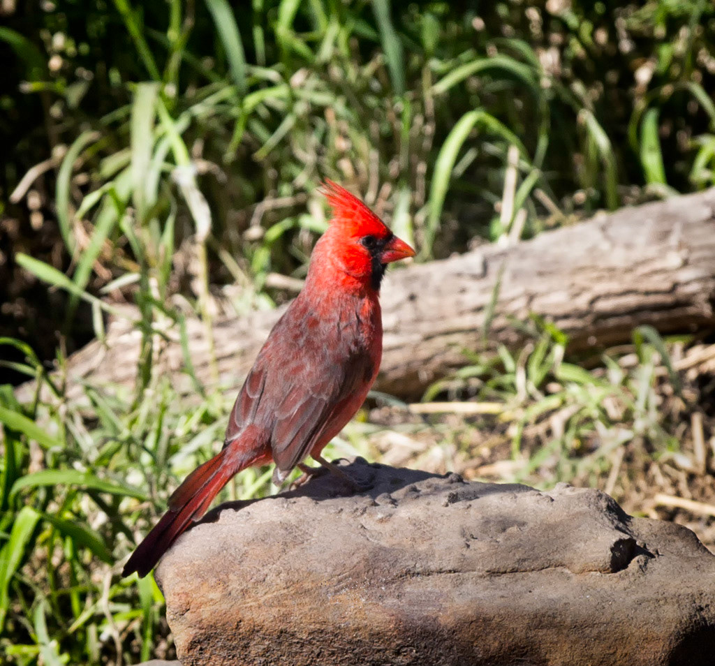 Male Cardinal