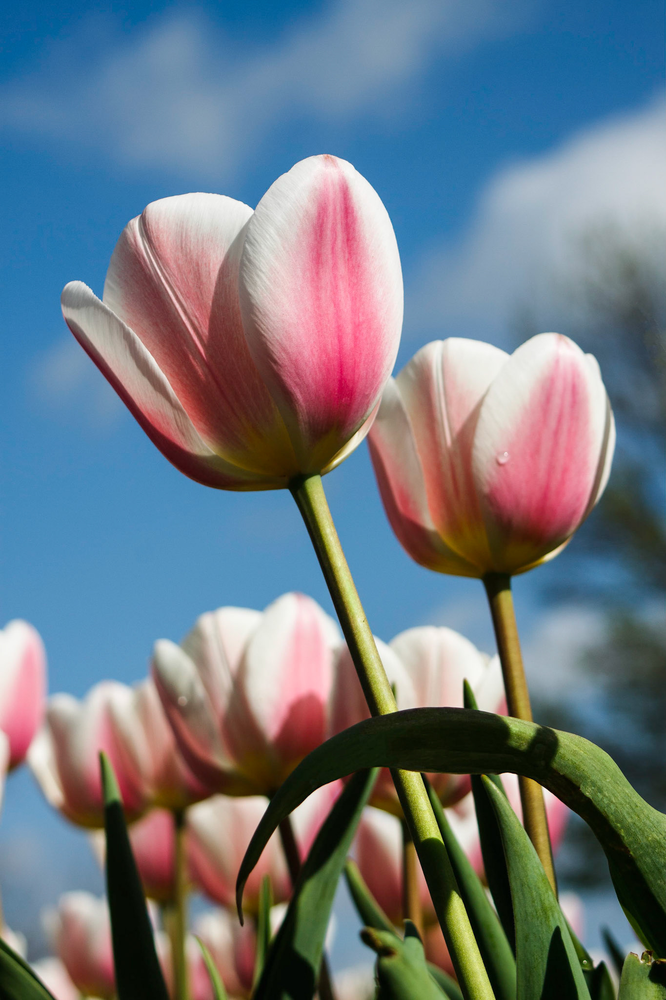 Pink and White Tulips