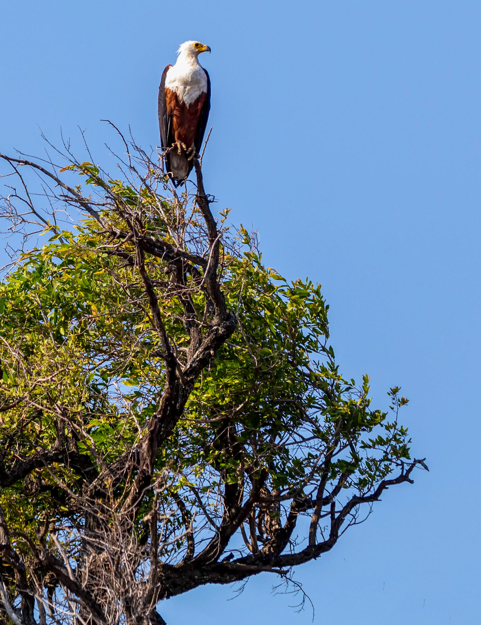Fish Eagle Pose